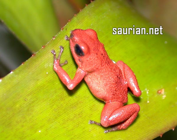[http://www.saurian.net/images05/species/frog_d_pumilio_Bast_org.jpg]